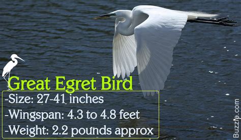 Quick Facts About the Great Egret That are Simply Spellbinding - Bird Eden