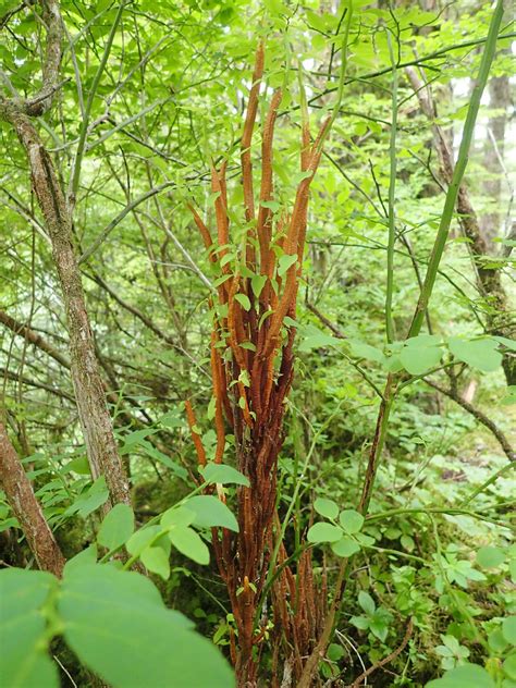 Huckleberry Broom Rust Tongass Huckleberry Broom Rust On Flickr