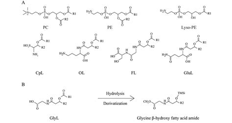 Structures Of Intact Polar Lipids Ipls Detected A Pc Pe