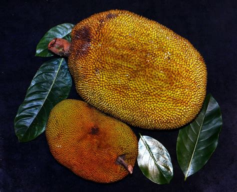 Jackfruits 15 Hardy Fairchild Larger And Papi Fairchild Flickr