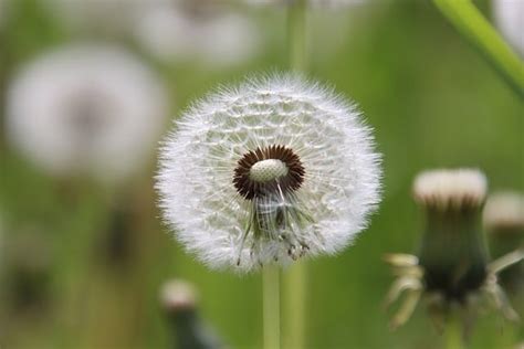 Dandelion Nature Seeds Free Photo On Pixabay Pixabay