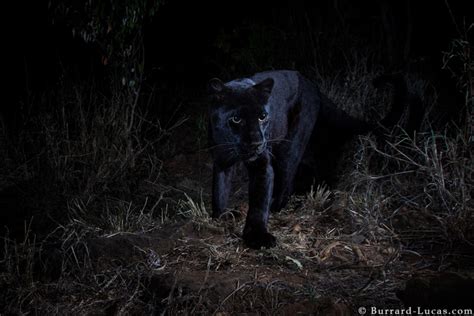 Black leopard: My quest to photograph the most elusive cat in Africa ...