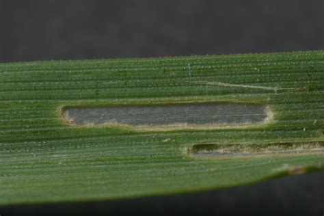 FallArmyworm Wheat Crop Pests Insect Information Extension