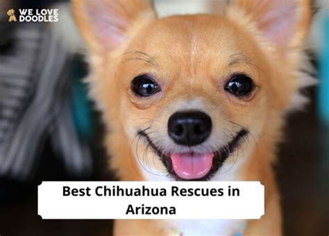 5 Best Chihuahua Rescues In Arizona 2023 We Love Doodles
