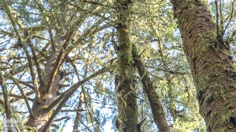 Splendid Views Of The Skunk Cabbage Trail Proartinc