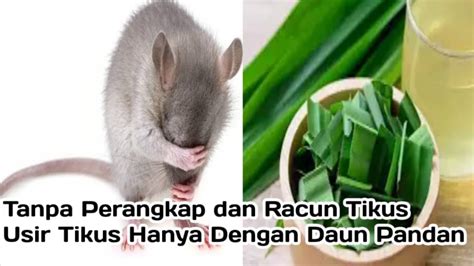 Tidak Harus Pakai Racun Dan Perangkap Usir Tikus Hanya Dengan Daun Pandan