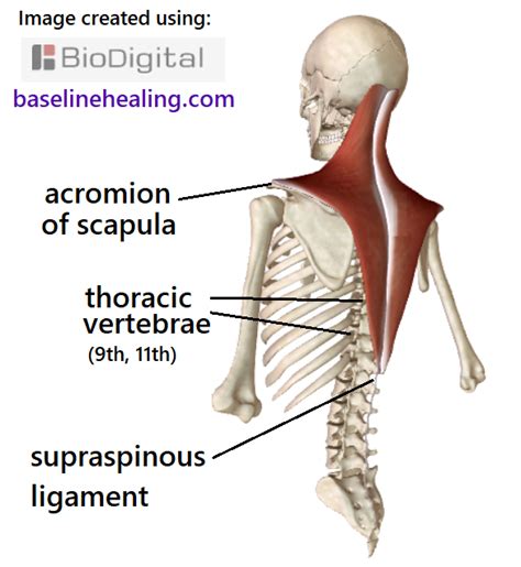 Trapezius Muscles Anatomy Attachments In Detail