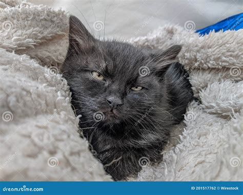 Portrait Of A Cute Sleepy Black Cat Resting On A Soft Fluffy Blanket