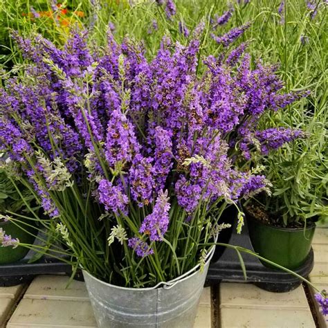 Fragrant Plants For Containers We Asked Experts For