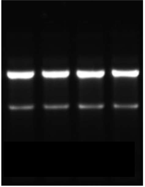 Rna