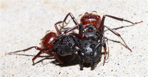 Camponotus Semitestaceus Cuyamaca Woods Julian Californi Flickr