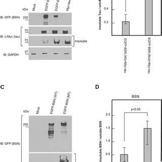 Western Blot Analysis Of Tau And Wild Type BSN BSN Wt Or Mutated BSN