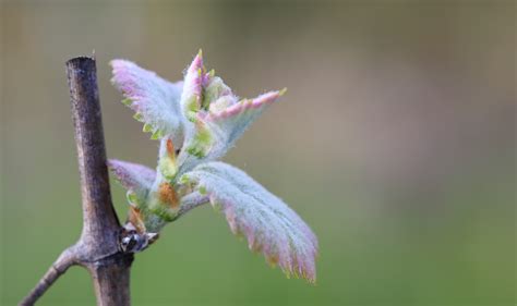 Grape Buds Pictures Bud Burst In The Vineyards Jordan Winery