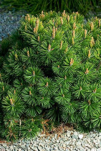 Small Evergreen Shrubs Evergreen Garden Evergreen Landscape Front