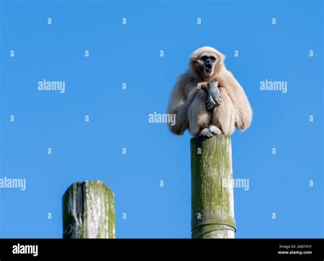 Gibbon monkey stiing on top of a tall wooden pole Stock Photo - Alamy