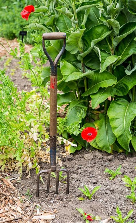 Garden Pitchfork Stuck In A Bed Of Manure During Spring Work In The