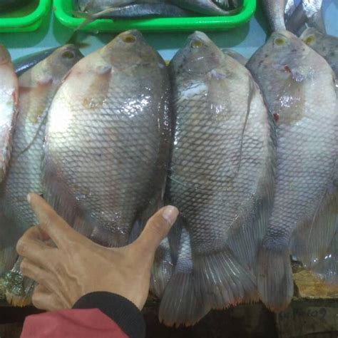 Jual Ikan Gurame Segar Gram Shopee Indonesia