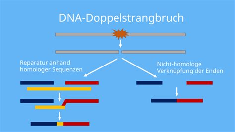 Rekombination Inter Intrachromosomale Rekombination Mit Video