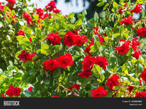 Rose Europeana Image And Photo Free Trial Bigstock