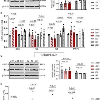 Schematic Overview Of SIRT6 Sirtuin 6 Regulation In Vascular Smooth