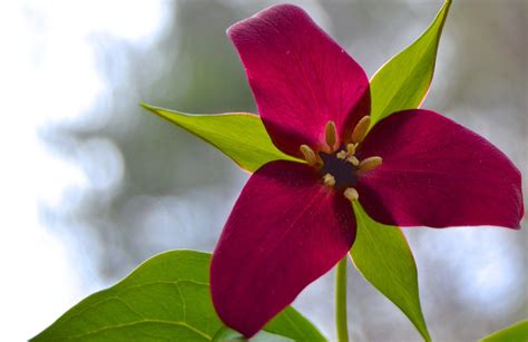 Wisconsin State Flower Trillium - Beautiful Insanity