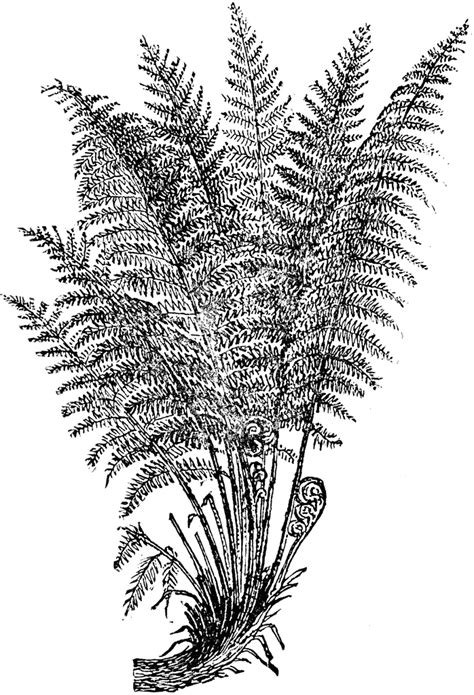 Free Ferns Cliparts Download Free Ferns Cliparts Png Images Free