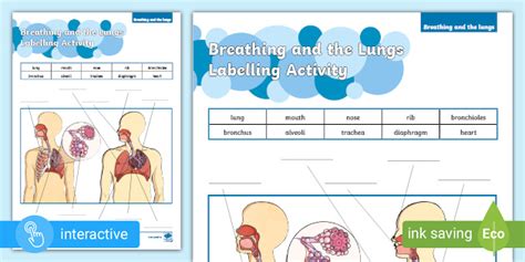 Breathing And The Lungs Labelling Activity