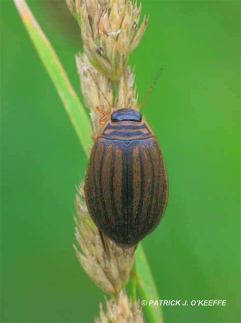 Raw Birds Lesser Diving Beetle Acilius Sulcatus Female Lullymore