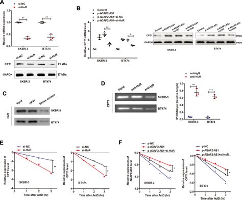 Agap As Hur Complex Promotes The Stability Of Cpt Mrna A Qrt Pcr