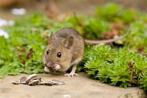 Field Mice A Guide To Field Mice Control And Prevention Makedailyprofit