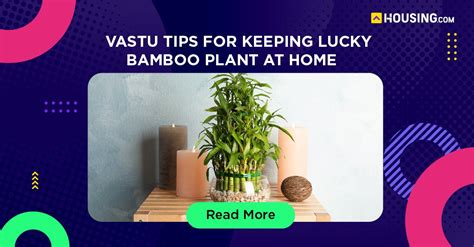 Bamboo Plants Benefits Nutrients Preparation And More