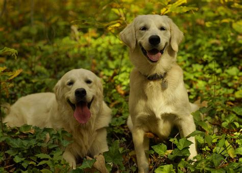 Autumn Lane Goldens Golden Retriever Puppies For Sale In Knoxville