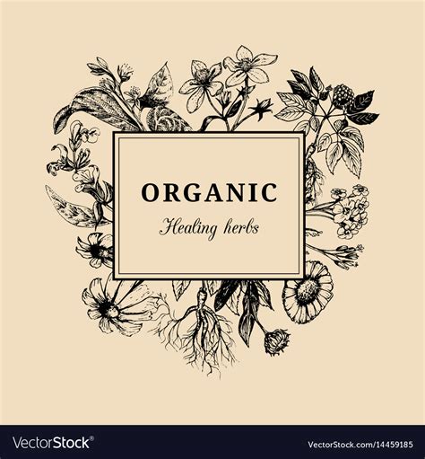 Hand Drawn Herbs Officinalis Cosmetic Royalty Free Vector