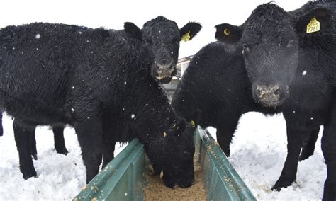 Tres Formas De Hacer Abono En Casa Un Primer Paso Para La Agricultura