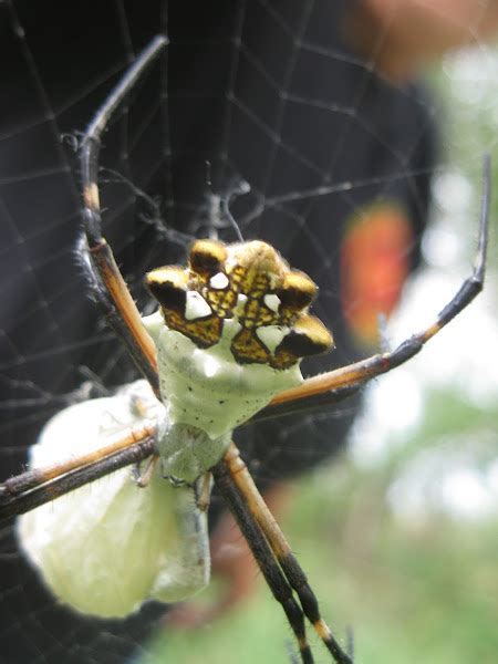 Silver Argiope Project Noah