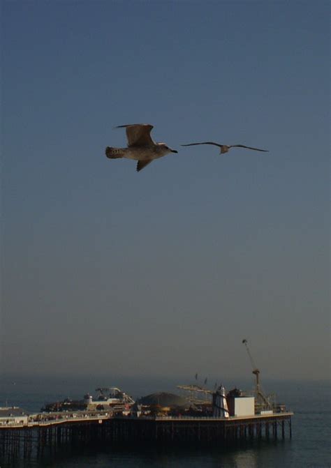 Seagull Air Traffic Control Sucks Les Chatfield