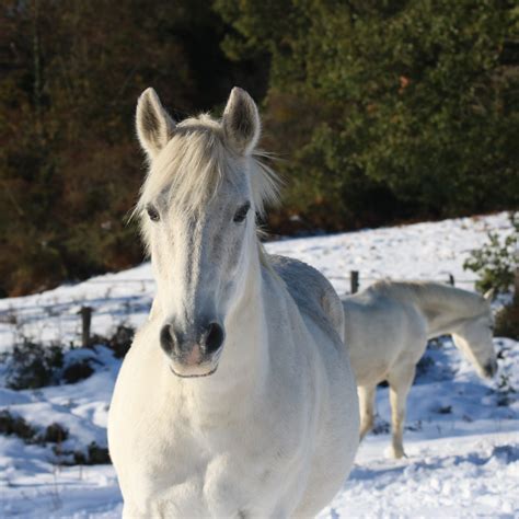 Ferme Equestre Et P Dagogique De Chantaigut Centre Questre Poney