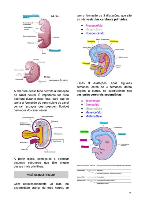 Solution Histologia Embriologia Do Sistema Nervoso Studypool