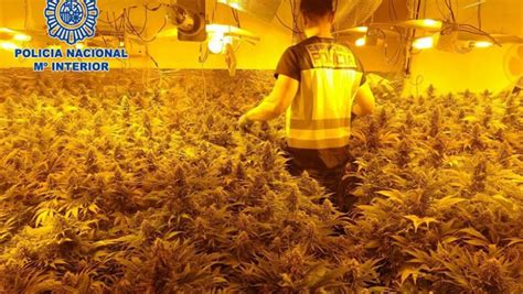 Detenidas 28 Personas Tras Intervenir 5 000 Plantas De Marihuana Entre