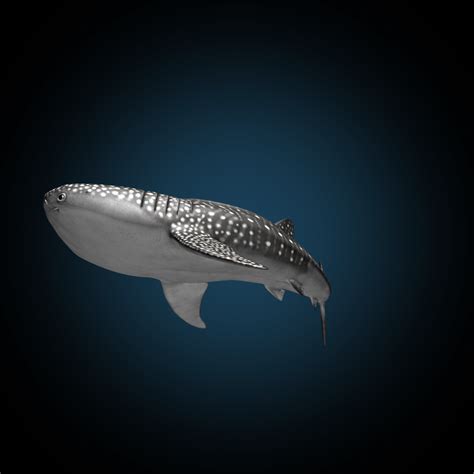 3d Model Whale Shark