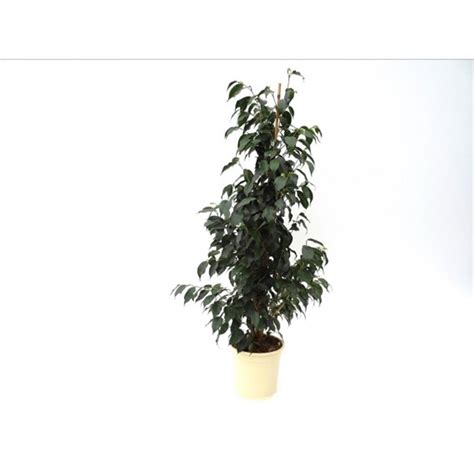 C Mo Cuidar Y Cultivar Ficus Benjamina Leroy Merlin