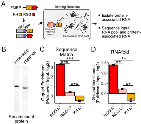 FMRP Promotes RNA Localization To Neuronal Projections Through