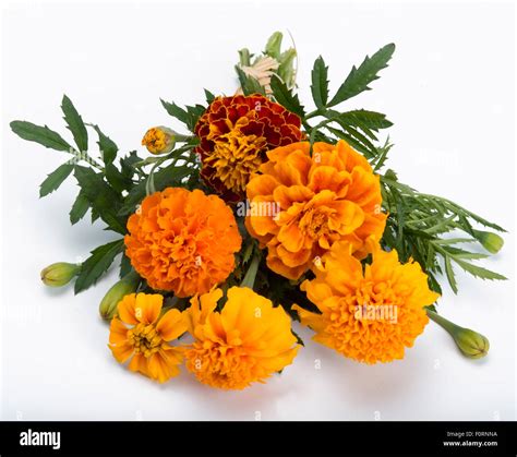 marigold bouquet isolated on white background Stock Photo - Alamy