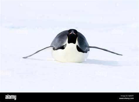 Emperor Penguin Aptenodytes Forsteri Sliding On The Ice In The