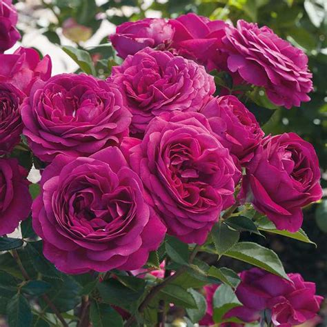 Floribunda Roses — Sunnyside Nursery