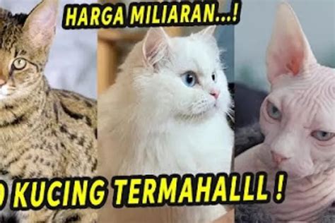 Inilah Kucing Termahal Di Dunia Ada Yang Harga Hingga Milyaran