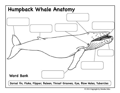 Whale Anatomy Worksheet Designed By Lucid Publishing Humpback Whale Whale Humpback Whale Facts