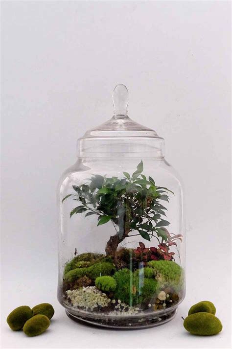 Green Factory Paris Terrarium Diy Orchid Terrarium Large Terrarium