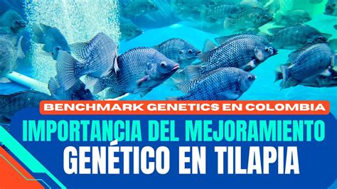 Importancia Del Mejoramiento Gen Tico En Tilapia Youtube