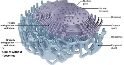 Endoplasmic Reticulum (ER) | Cell organelle - Javatpoint